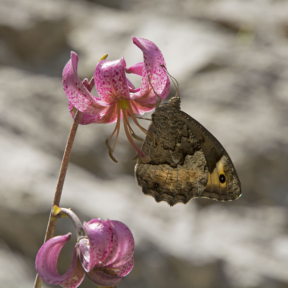 Hipparchia spec